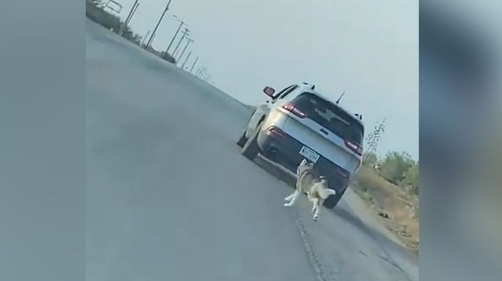 Maltrato animal: Hombre abandona en medio de la carretera a su perro husky; ya fue detenido