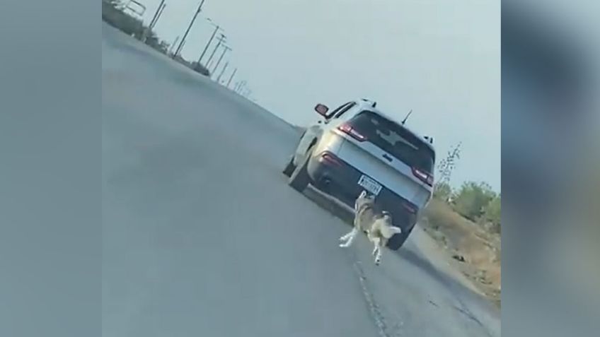 Maltrato animal: Hombre abandona en medio de la carretera a su perro husky; ya fue detenido