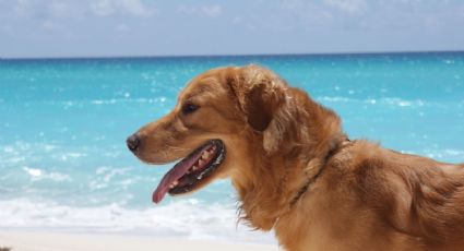 Descubre algunos hermosos y originales nombres para perros inspirados en el océano