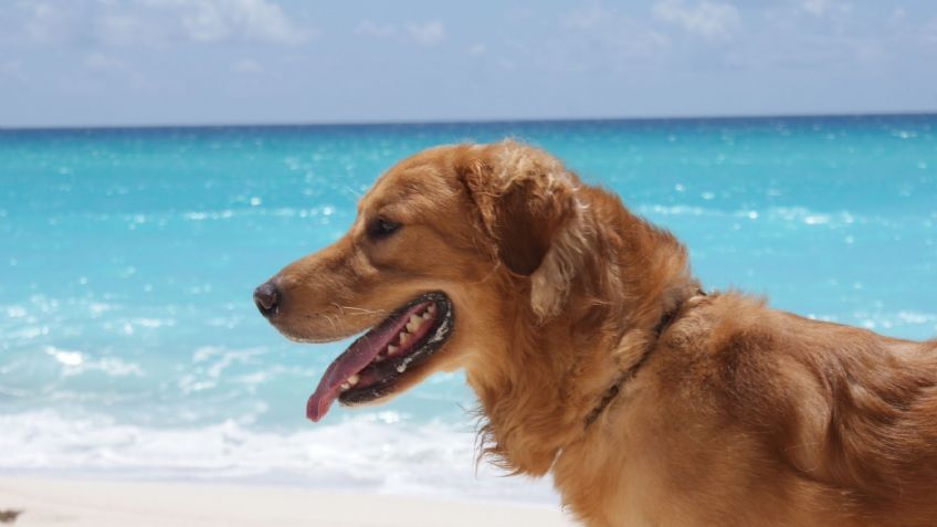 Descubre algunos hermosos y originales nombres para perros inspirados en el océano