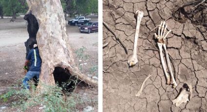 Descubren árbol que era utilizado como horno clandestino en Sonora; había restos humanos