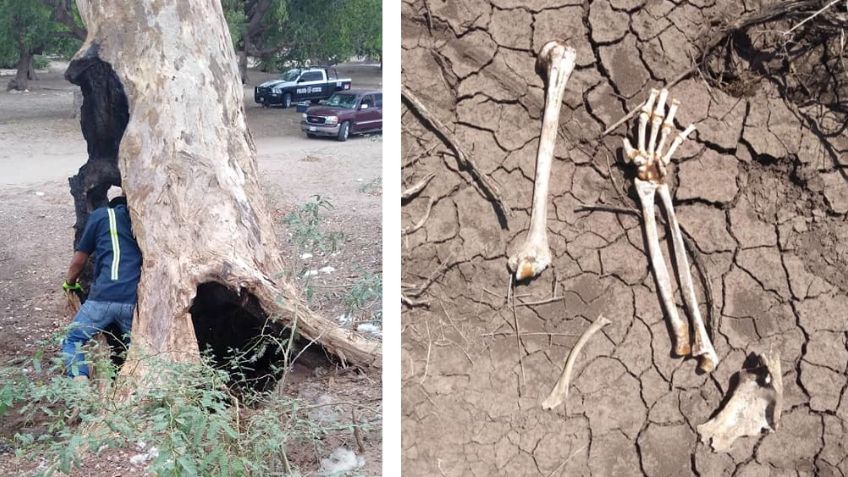 Descubren árbol que era utilizado como horno clandestino en Sonora; había restos humanos