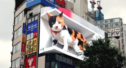 VIDEO: ¡De no creerse! Un gato gigante vaga por las calles de Tokio; enamora a internautas