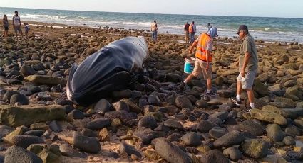 (FUERTE VIDEO) Luto en Sonora: Tras ser rescatada, aparece ballena en Puerto Peñasco sin vida