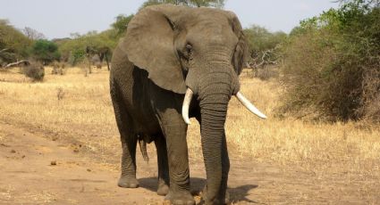 (VIDEO) Twitter enardece al ver a un elefante pintar un cuadro: "Esto es tortura animal"