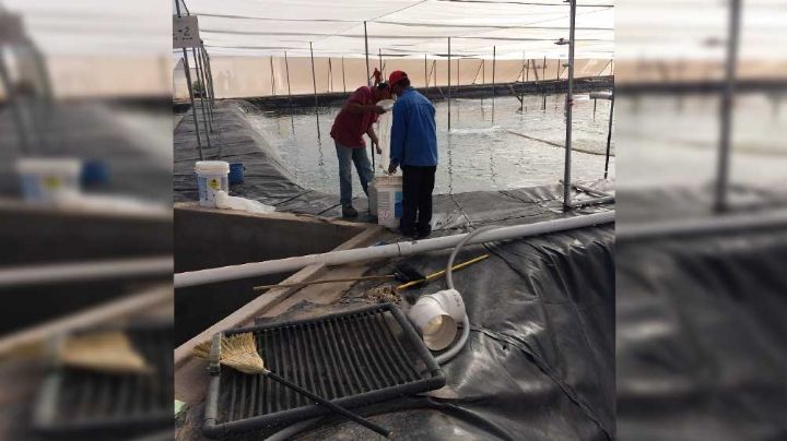 Comienza la cosecha de camarón para los productores de acuacultura en Sonora