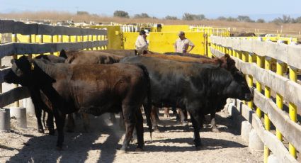 Sonora en el podio; segundo lugar en exportación de ganado en pie a Estados Unidos