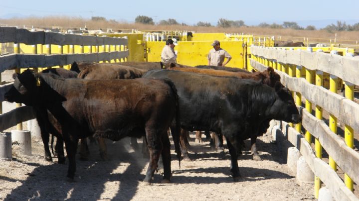 Sonora en el podio; segundo lugar en exportación de ganado en pie a Estados Unidos