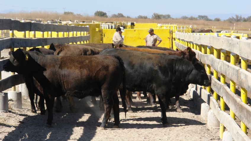 Sonora en el podio; segundo lugar en exportación de ganado en pie a Estados Unidos