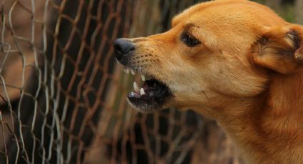 FUERTES IMÁGENES: Hallan cabeza y brazo humano en las fauces de unos perros; peleaban por ellos