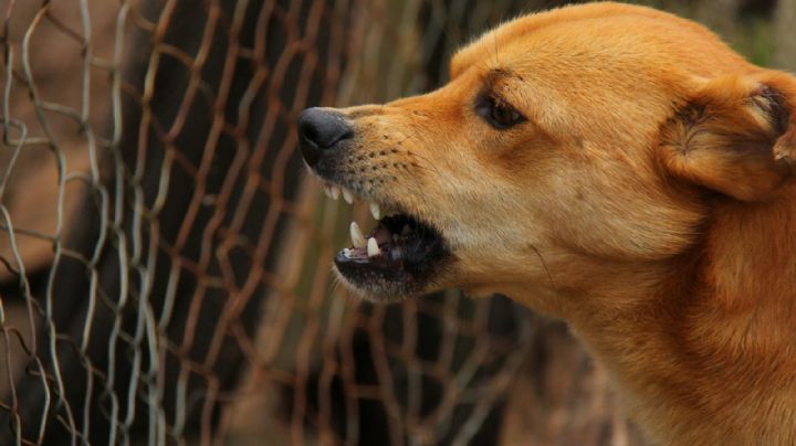 FUERTES IMÁGENES: Hallan cabeza y brazo humano en las fauces de unos perros; peleaban por ellos