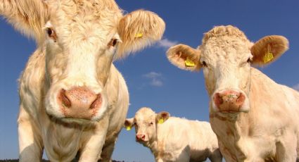 En EU recurren a un antiparasitario de vacas para tratar el Covid; la FDA advierte que es tóxico