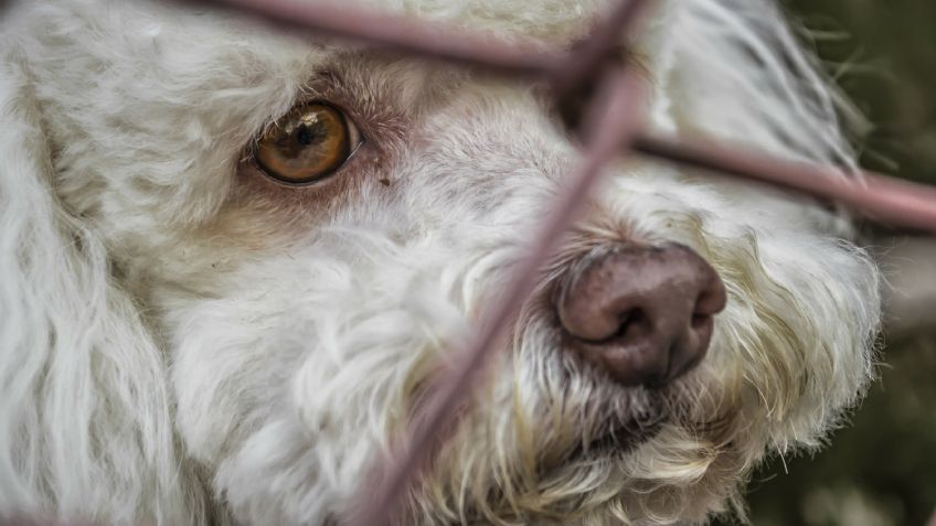 Tragedia: Por temor al Covid-19, los lugareños de un pueblo mataron a todos los perros de un refugio