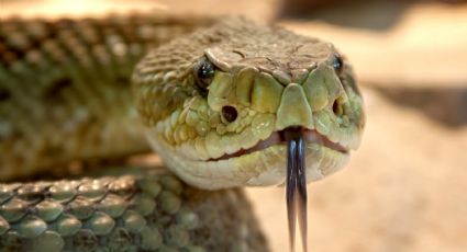 VIDEO: Una serpiente ataca en varias veces a su cuidador; él se salva por sus rápidos reflejos
