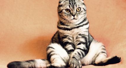 ¡De no creerse! Un estudio revela de qué forma ven los gatos a sus dueños