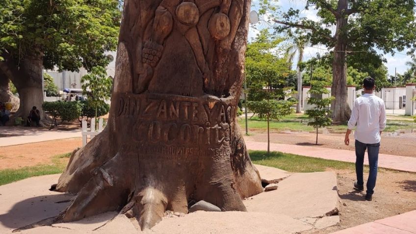 Árbol decorativo en plaza de Cócorit pone en riesgo a visitantes; podría colapsar