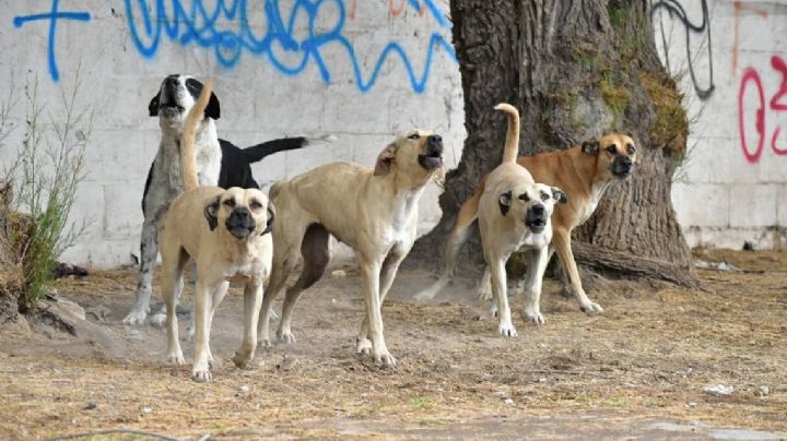 (VIDEO) Baleado y maniatado: Así hallan el cuerpo de un hombre; lo devoraba un jauría de perros
