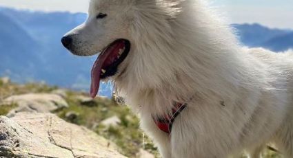 VIDEO: Un perro sigue a su espíritu de aventura al lanzarse al precipicio con un ala delta
