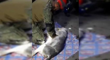 VIDEO: Marino rompe en llanto al no poder salvar a perrito rescatado en el deslave del Chiquihuite