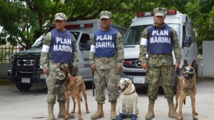 19-S: Estos son los héroes caninos que se ganaron el corazón de los mexicanos