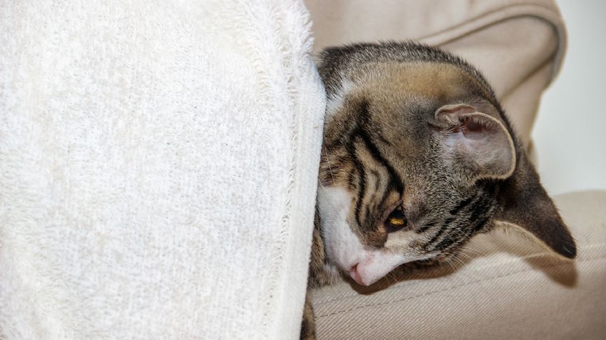 ¿Tu gato está enfermo? Ten cuidado; podría estar estresado por pasar mucho tiempo contigo