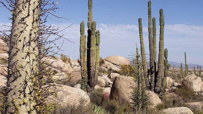 ¡Horror en la frontera! Hallan un torso humano en los límites de Baja California con Sonora