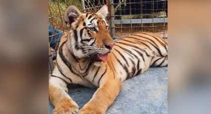 Pitiquito: Durante cateos en Sonora, autoridades aseguran a una tigre de bengala
