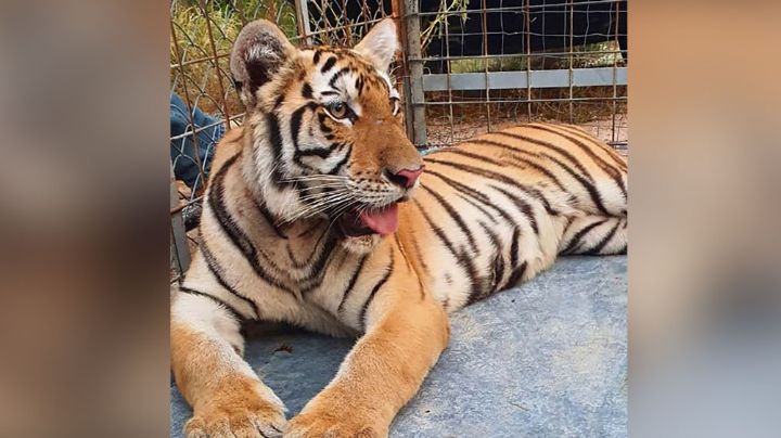 Pitiquito: Durante cateos en Sonora, autoridades aseguran a una tigre de bengala