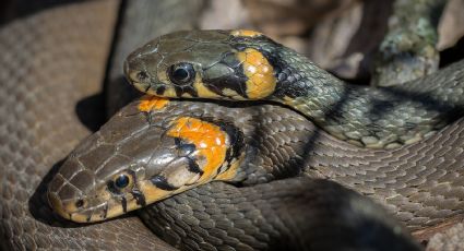 VIDEO: Un entrenador de zoológico se queda en una habitación con serpientes gigantes; así reaccionó