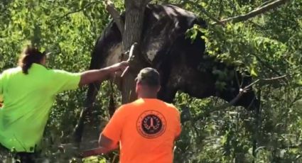 VIDEO: Tras el huracán 'Ida', un grupo de rescatistas bajan de un árbol a una ¡vaca!