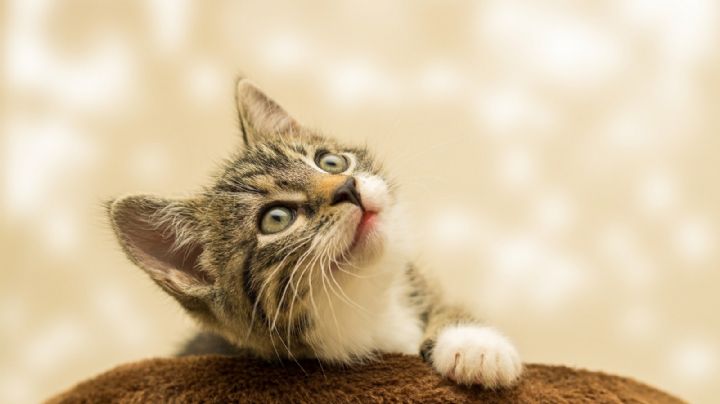 ¡Cuida de tu gato! Descubre cuáles son los síntomas de la leucemia felina y cómo prevenirla