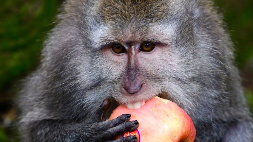 VIDEO: ¿Hambrientos o aburridos? Por la pandemia, un grupo de monos asaltan a un pueblo