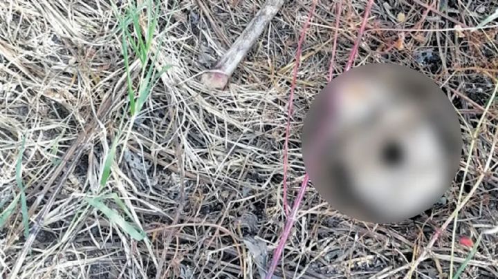 Movilización en Morelos: En medio de un predio baldío, encuentran cráneo humano