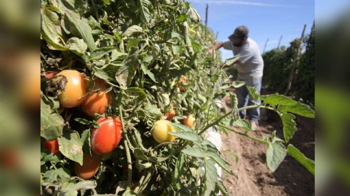Baja producción provoca 'disparo' en el precio de tomate en Sonora