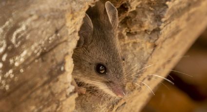 Detectan un caso de hantavirus en California; se transmite a través de la orina y heces