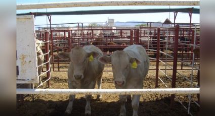 Sonora: Exportaciones de ganado cayeron significativamente al cierre de 2021