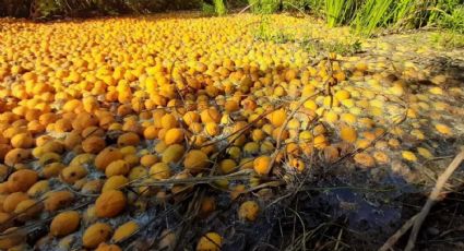 Protección Civil de Álamos revisará agua del Río Mayo donde cayeron cítricos en mal estado