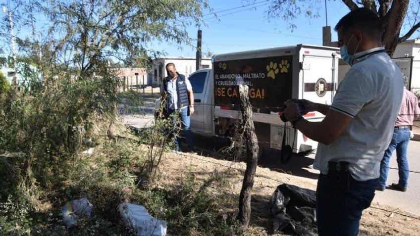 Investigan muerte de cinco perros en Sonora; vecinos denuncian que fueron envenenados