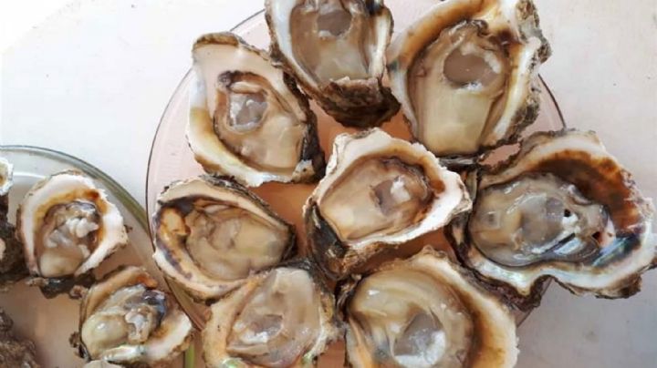 Por Marea Roja en Puerto Peñasco, piden no consumir mariscos como almeja y ostras