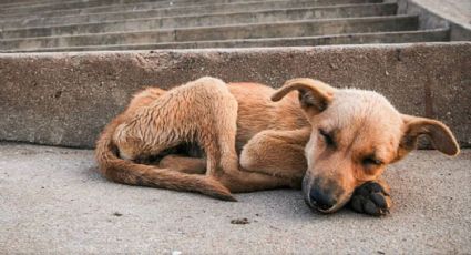 Lamentable primer lugar: México, el país de América Latina con más perritos abandonados