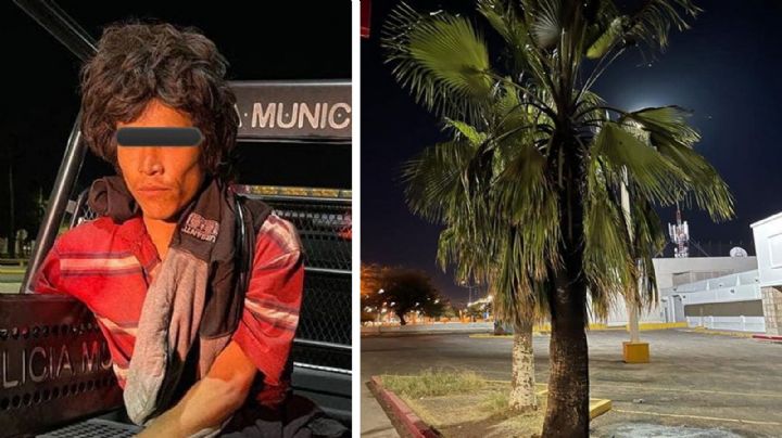 Sujeto queda detenido por incendiar palmeras de una tienda departamental en Hermosillo