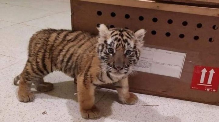 Cachorro de tigre de bengala es asegurado en Aeropuerto de Mérida; se dirigía a la CDMX