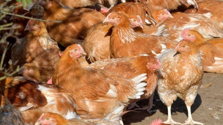 Apuesta Francia por vacuna contra gripe aviar ante cuarta ola