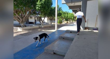 Rickettsia 'ronda' en escuela secundaria por presencia de garrapatas; realizan fumigación