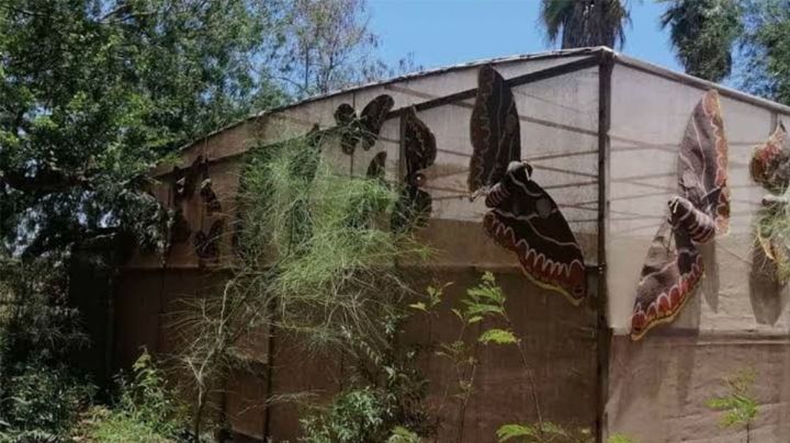 Mariposario 'El Júpare' está entre los saqueos y el olvido en Huatabampo