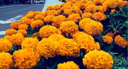 Día de Muertos: Paseo de la Reforma se pinta de naranja con flores de Cempasúchil