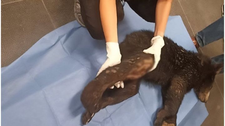 Tras hallar al oso que fue baleado en NL, autoridades analizan su estado de salud