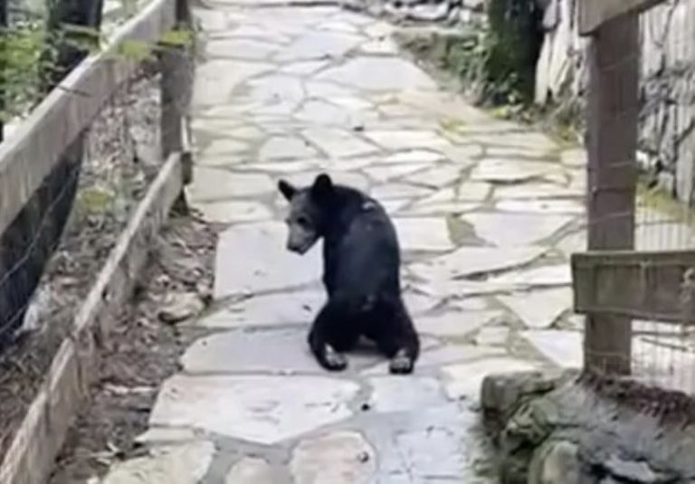 Oso negro Santiago NL