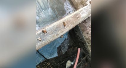 Enjambre de abejas invade hogares de la colonia Constitución en Navojoa