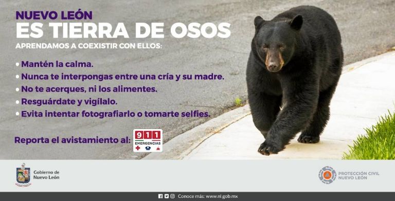 Osos en Nuevo León. Foto: Gobierno Estatal